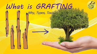 What is Grafting  MethodsTechniquesBenefits of Grafting  Grafting Tools [upl. by Jonell]