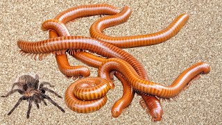 Amazing Giant Millipedes Hunt Snails insects Catch Cute Chicken Hermit crabs hamster fish [upl. by Gustie]