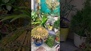 Winter season flowers full blooming 💐🤗plants gardenflowers viralvideo [upl. by Laing]