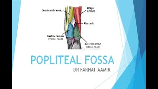 Dissection of Popliteal Fossa [upl. by Nylrebmik]