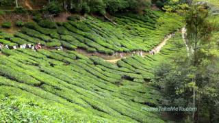 Cameron Highlands Malaysia 1080HD [upl. by Wehttam98]