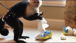 Capuchin Monkey Cleans And Makes Mess [upl. by Haldan]