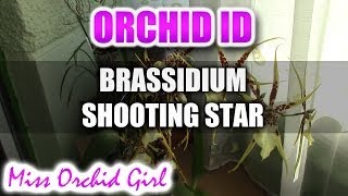 Brassidium Shooting Star  Spider Orchid in bloom [upl. by Tav]