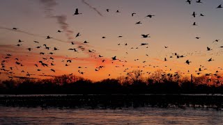 The Great Sandhill Crane Migration [upl. by Raji]