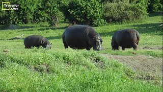 Hippo family with their baby eating grass near the river  Hippopotamus Wildlife [upl. by Griselda]