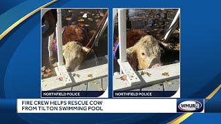 Calf rescued from swimming pool in Northfield [upl. by Easter]