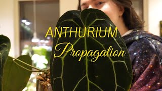 Anthurium Propagation Making Leaf and Chonk Cuttings [upl. by Anilram]