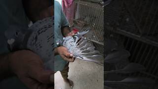 Racing pigeon pigeon kalapati حمامة голубь कबूतर pigeonlover pet [upl. by Joanna]