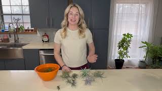 Air Plant Care  How to Water Air Plants [upl. by Ahsinnod]