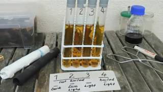 photosynthesis hydrogencarbonate indicator [upl. by Remas]