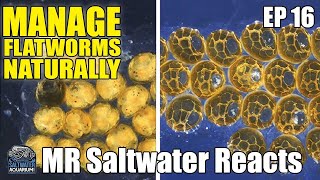 HOW TO Naturally Manage ACROPORA Eating FLATWORMS in Your Saltwater Aquarium  Mr Saltwater Reacts [upl. by Ltney]