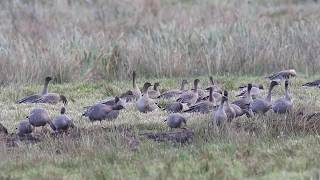 Pink footed Geese [upl. by Durrett980]