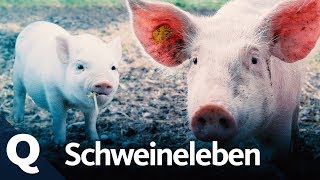 Das Leben als Schwein Ganze Folge  Quarks [upl. by Rebmit494]