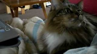 Fluffy Maine Coon Manx cat kneading away [upl. by Nolyaj]