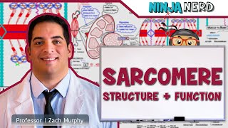 Musculoskeletal System  Sarcomere Structure Actin amp Myosin [upl. by Artimed]