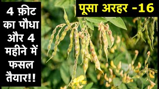 Complete Guide To Organic Pigeon Pea Cultivation  Pusa Arhar  16  Highly Profitable Dwarf Variety [upl. by Yeliac]