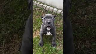 Cane corso puppies puppy canecorso dog dogbreed [upl. by Ylrad]