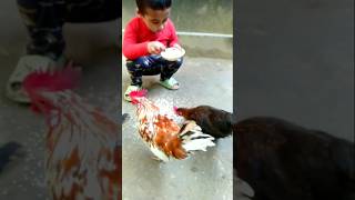 DuckHensPearl HenRooster roosterdance youtubeshortsbeautiful funny chickendance 🐓funny [upl. by Lorita]