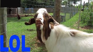 Goats making Funny faces  Funny Goat Compilation [upl. by Llemej]