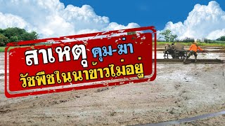 FULL คุมฆ่าวัชพืชในนาข้าว  วิธีการป้องกันกำจัดที่ดีที่สุด [upl. by Ihel]