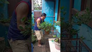 FICUS NANA BONSAI shortvideo ficustree bonsai bonsaitree [upl. by Plantagenet59]