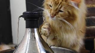 Artemis and Apollo reviewing the PetSafe Drinkwell 360 Stainless Steel Pet Fountain [upl. by Down]