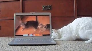 Cats reacting to cats meowing on YouTube [upl. by Haliled]