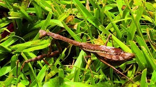 The Carolina Mantis Stagmomantis carolina  One of the most common Mantis [upl. by Anaitsirhc]