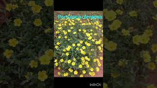 Plants shortvideo flowers [upl. by Miran]