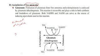 lec 10 Biosynthesis of the Nutritionally Nonessential Amino Acids [upl. by Oilicec]