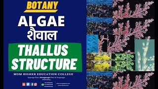 Thallus Structure  Algae शैवाल  Botany  BSc Part 1  By  Sanjeev Sir  MDM Online Study [upl. by Norven]