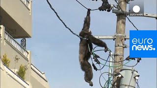 Chimp escape Primate swings from live power lines falls from electricity pole  euronews 🇬🇧 [upl. by Nangem626]