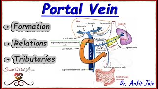 Portal vein  Anatomy  Simplified  Formation Relations and Tributaries [upl. by Ymme]