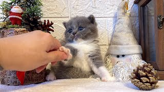 OMG Soo Cute ❤ British Shorthair kitten 1 month old [upl. by Elah]