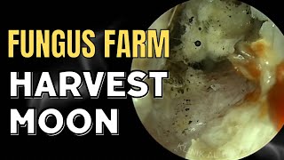 Fungus Farm Harvest Moon [upl. by Suiram]