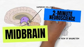 2Minute Neuroscience Midbrain [upl. by Mmada]