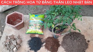 Cách Trồng Hoa Tử Đằng Thân Leo Nhật Bản [upl. by New857]