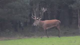 Burlend hert op de Veluwe bij de Kroondomeinen in Vaassen op de Veluwe [upl. by Carroll]