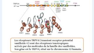 La découverte dune mutation génétique liée à l’ostéonécrose de la hanche [upl. by Obeded264]