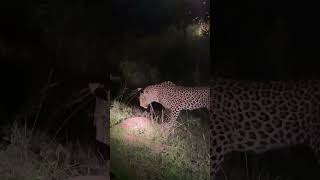 Leopard tries to feast on pangolin [upl. by Lotsirb]