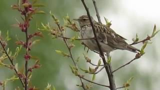 Woodlark Heidelerche [upl. by Minni]