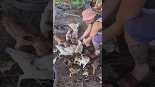 ADOBO AT TINOLANG NATIVE CHICKEN shortvideo [upl. by Batish928]