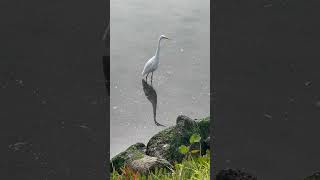 White egret bird in Alameda crab cove beach🦀 🦢 🐠 [upl. by Pence]