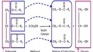 Transesterification its mechanism and applications [upl. by Orravan]