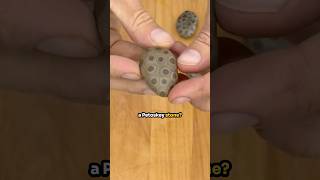 The Beautiful Petoskey Stone [upl. by Nagud]