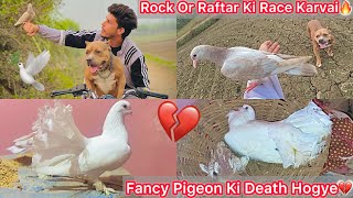 Fancy Pigeon Ki Death Hogye💔Ab Uska Bacho Ka Kya hoga😢 Ambully Vs Pigeon Race Karvai 🕊️🐶 [upl. by Yecaw]