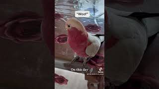 Parrot or dog Mickey says “woof” 😂🥰 talkinggalah [upl. by Garges]