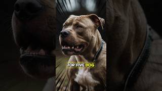 TOP 5 DOG BREEDS THAT COULD DEFEAT A PITBULL TERRIER [upl. by Clough]