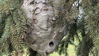 Crazy active Bald face hornet nest removal bonus crushing hornet nest by hand at end [upl. by Enrev]