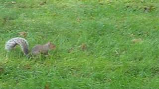 Brett Favre and squirrels [upl. by Hareemas659]